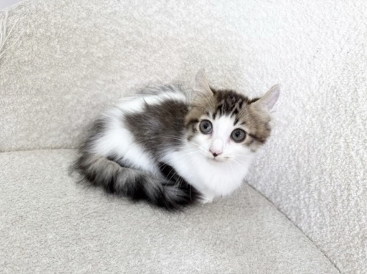 キンカロー 女の子